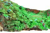 Striking Green Conichalcite on Chrysocolla - Namibia #285061-2